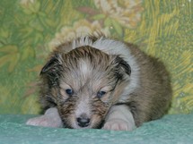 puppies