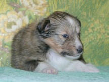 puppies