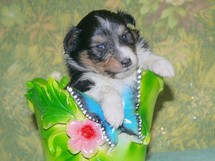 puppies