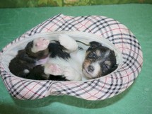 puppies