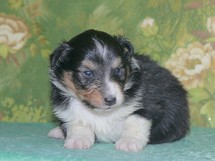 puppies