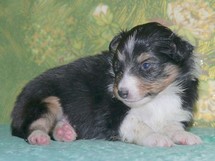 puppies