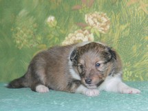 puppies