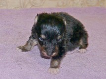 puppies