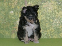 puppies