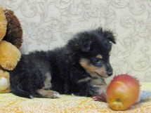 puppies