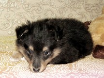 puppies