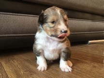 puppies