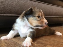 puppies