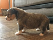 puppies
