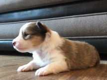puppies