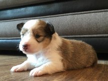 puppies