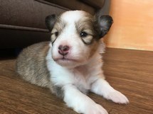 puppies