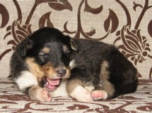 puppies