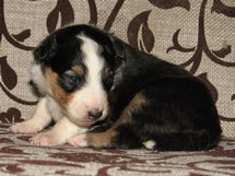 puppies
