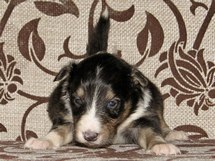 puppies