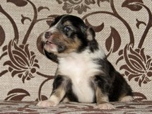 puppies