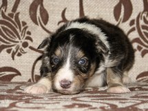puppies
