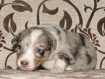 puppies