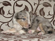 puppies