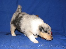 puppies