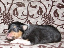 puppies