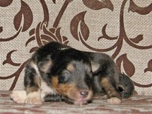 puppies