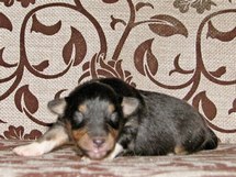 puppies