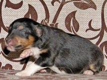 puppies