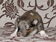 puppies