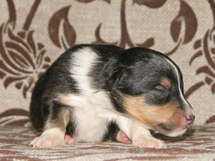 puppies
