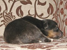 puppies
