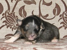 puppies
