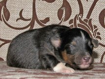puppies