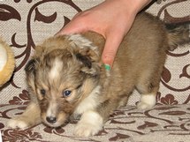 puppies