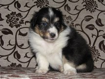 puppies