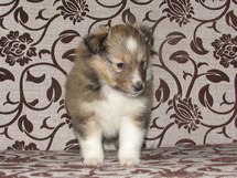 puppies