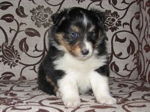 puppies