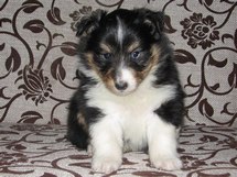 puppies