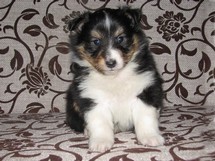 puppies