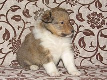 puppies