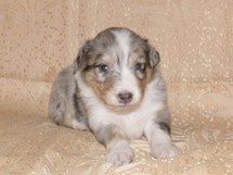 puppies