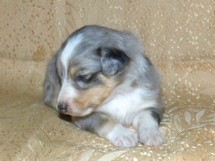 puppies
