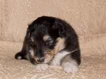 puppies