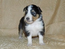 puppies