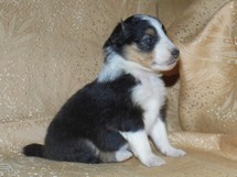 puppies