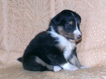 puppies
