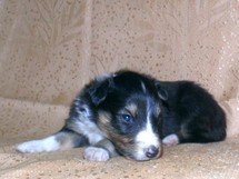 puppies