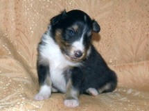 puppies