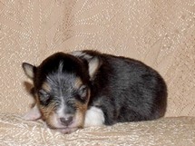puppies